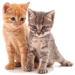 Gatos