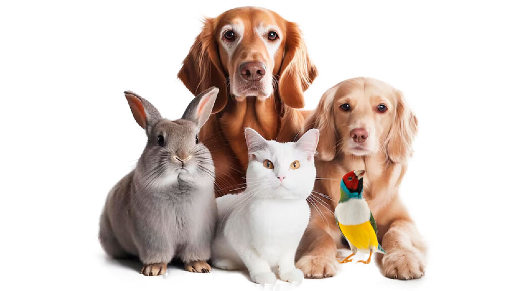 Productos de alimentación y accesorios para animales domésticos